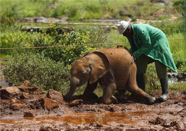 Orphaned elephants in Kenya