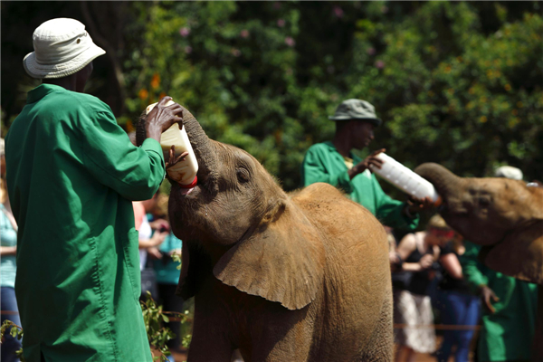 Orphaned elephants in Kenya