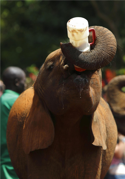 Orphaned elephants in Kenya