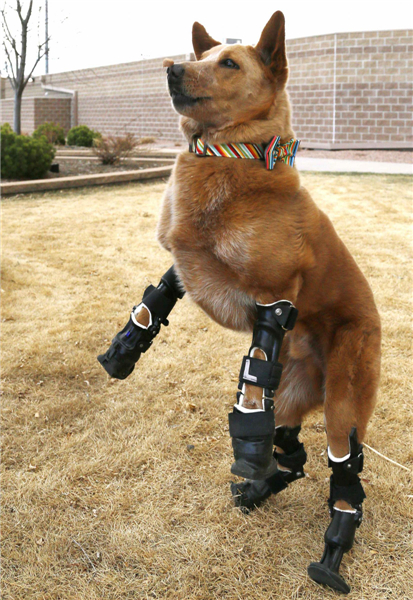 Intrepid pup shows off prosthetic paws