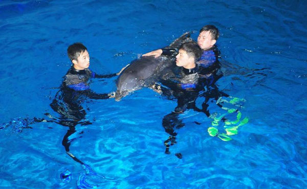 New home for dolphins from Japan