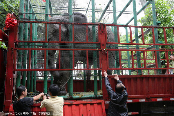 African elephants to reproduce in Beijing