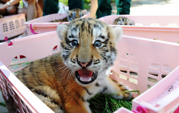 Roar of Siberian cubs