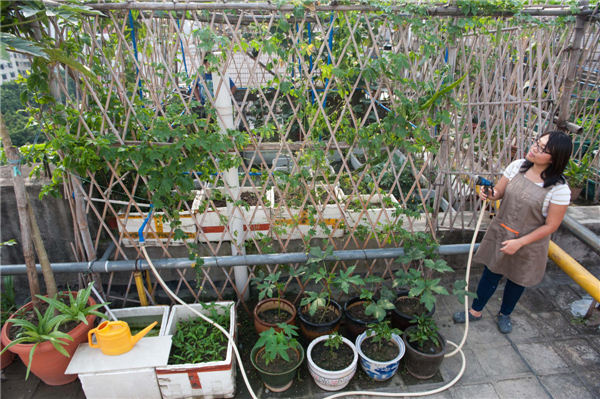 Roof gardening a healthy high