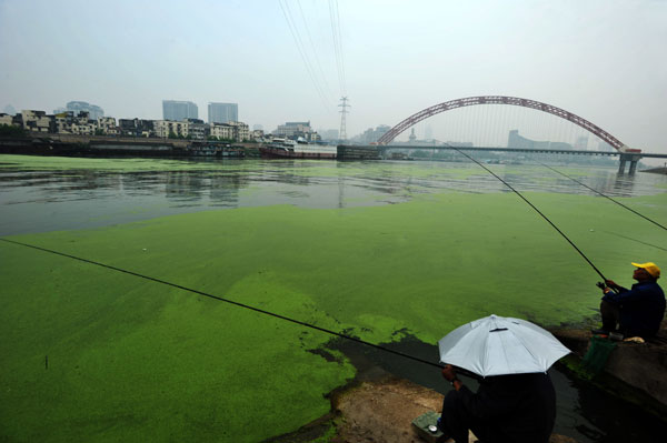 Duckweed covers the Hanjiang River