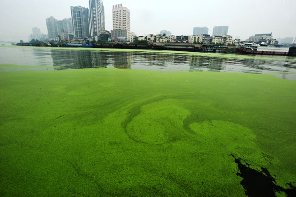 Duckweed covers the Hanjiang River