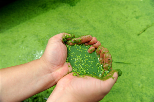 Harmful algae plagues E China's Chaohu Lake