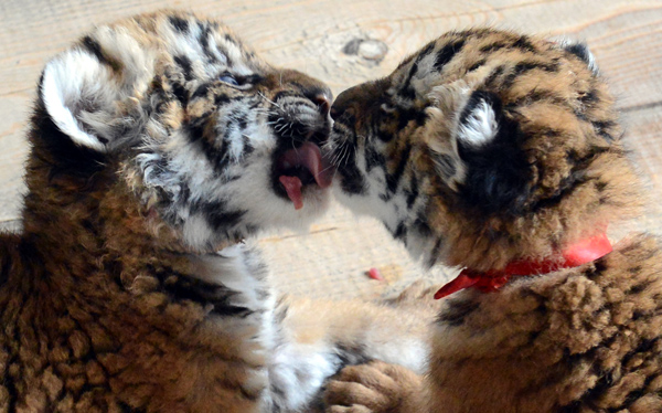 Newborn tiger cubs make debut in C China