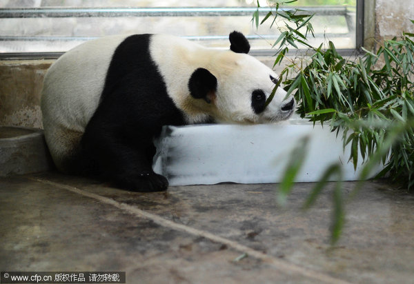 Animals stay cool in summer heat