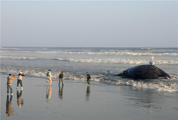 A humpback whale stranded in California