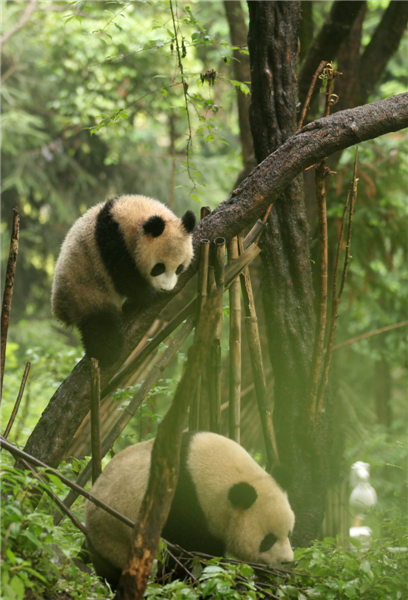 Giant pandas safe after rainstorms in SW China