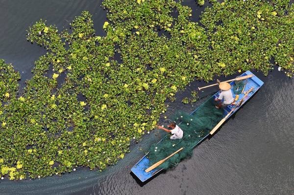 Water hyacinth covers river in SW China