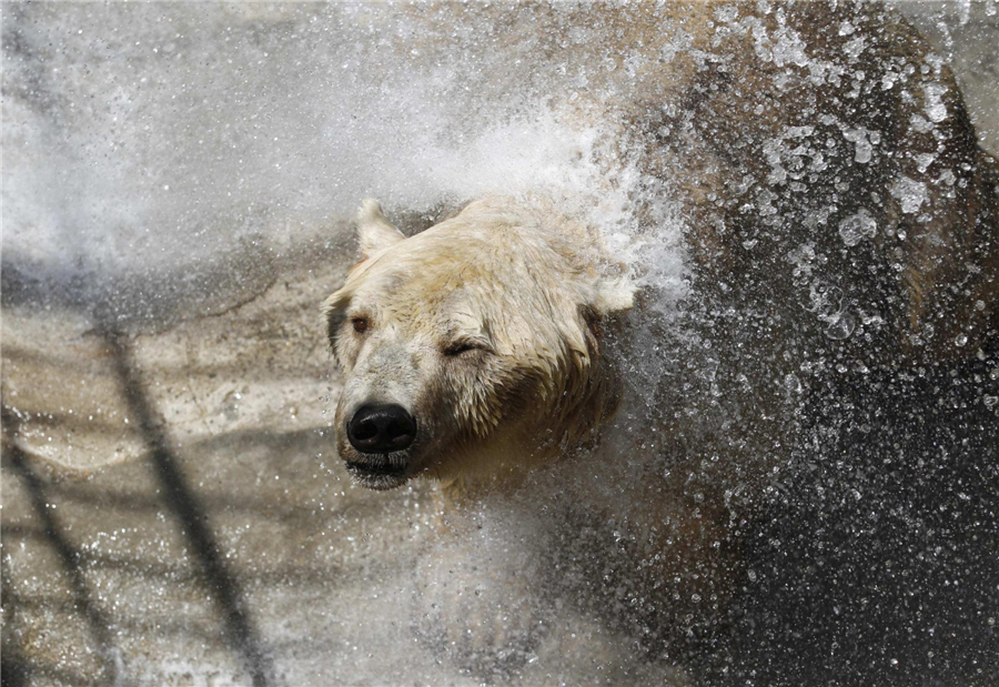 Animals try to keep cool in hot summer