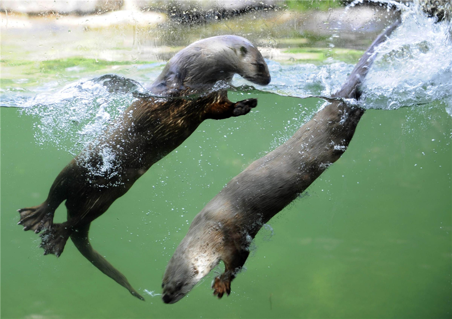 Animals try to keep cool in hot summer