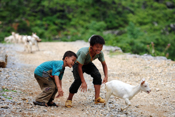 The big world of little shepherds