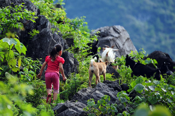 The big world of little shepherds