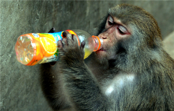 Zoo animals cool off in hot summer