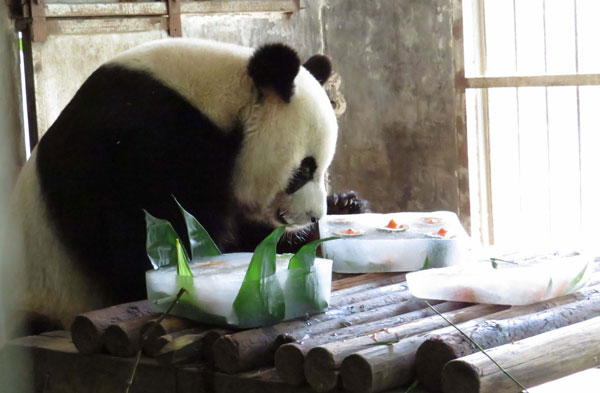 Panda chills out with cool meal