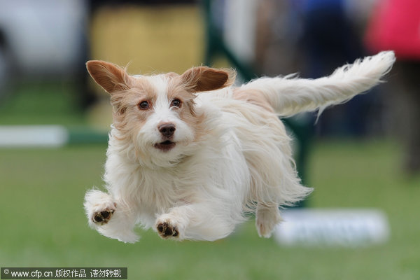 Kennel Club International Agility Festival