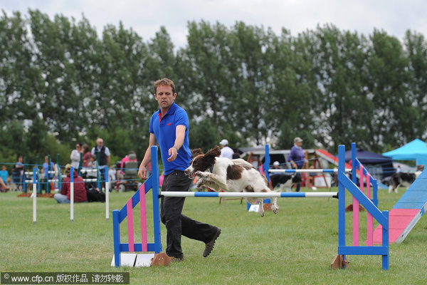 Kennel Club International Agility Festival