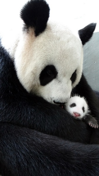 Giant panda cub meets mother at Taipei Zoo