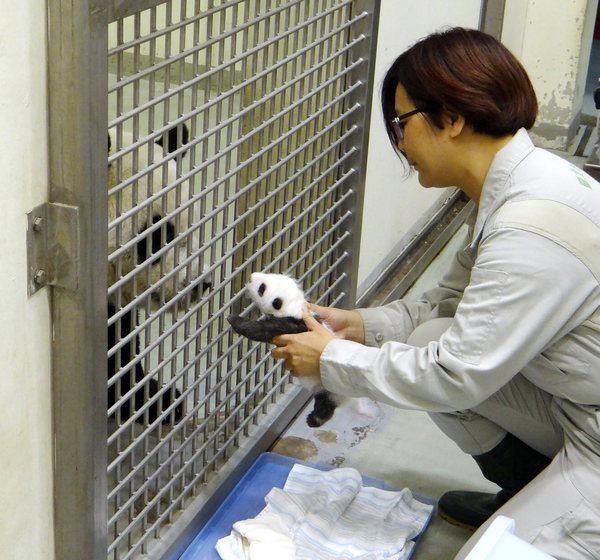 Giant panda cub meets mother at Taipei Zoo