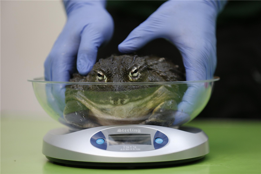 London Zoo conducts annual weigh-in for animals