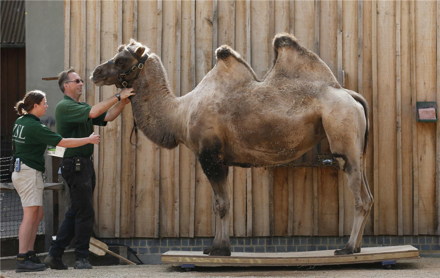 London Zoo conducts annual weigh-in for animals