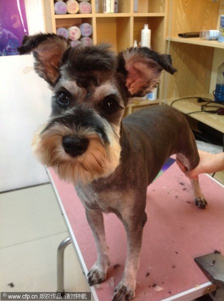 Pets in NE China are well-groomed