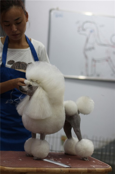 Pets in NE China are well-groomed