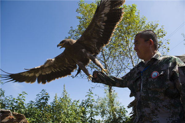 Ancient beauty of falconry protected 