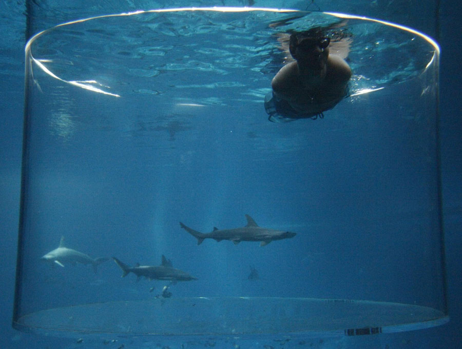 Man swims with sharks without limbs