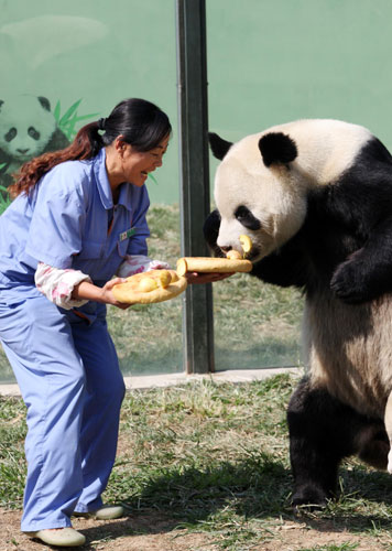 Giant pandas enjoy bamboo mooncakes