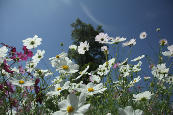 Coreopsis in full bloom in Yunnan