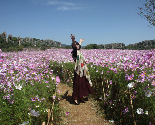 Coreopsis in full bloom in Yunnan