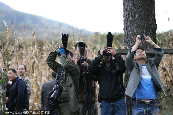 Giant panda hide and seek