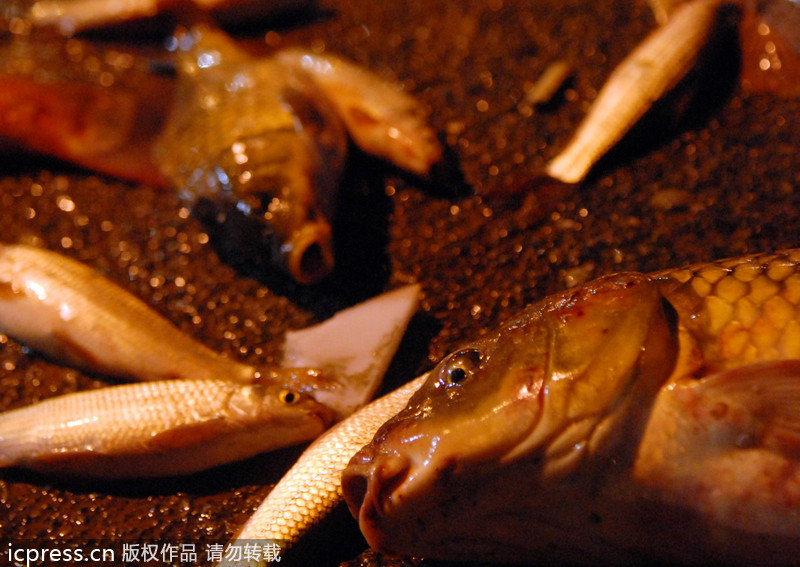 Massive fish spill in C China