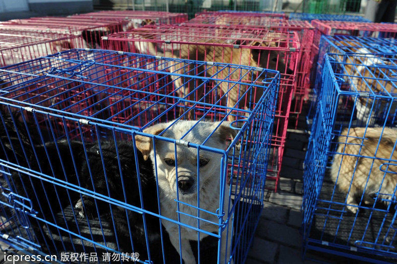 Expat rescues stray animals in Beijing