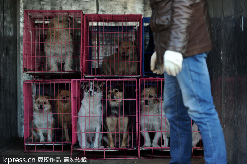 Expat rescues stray animals in Beijing