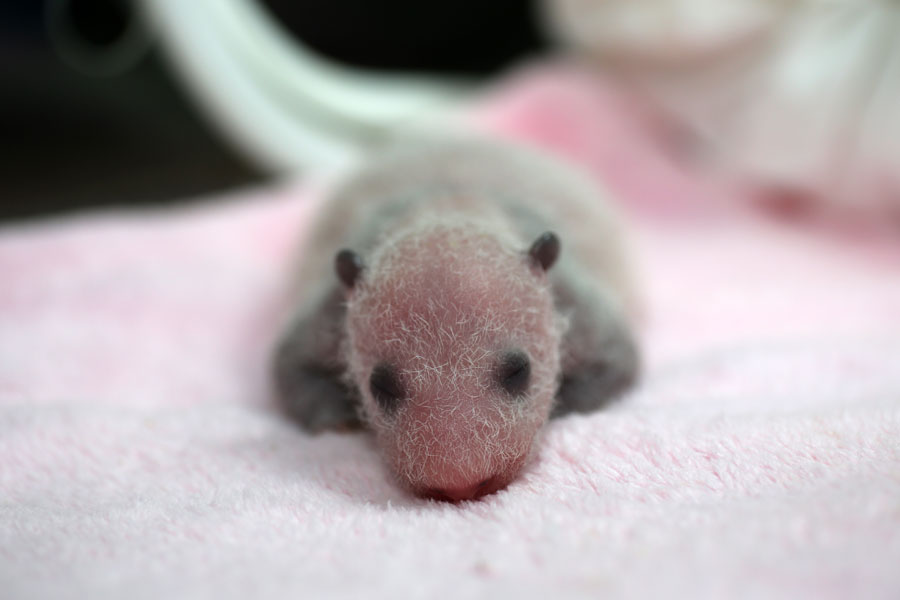 Newborn pandas growing in Chengdu