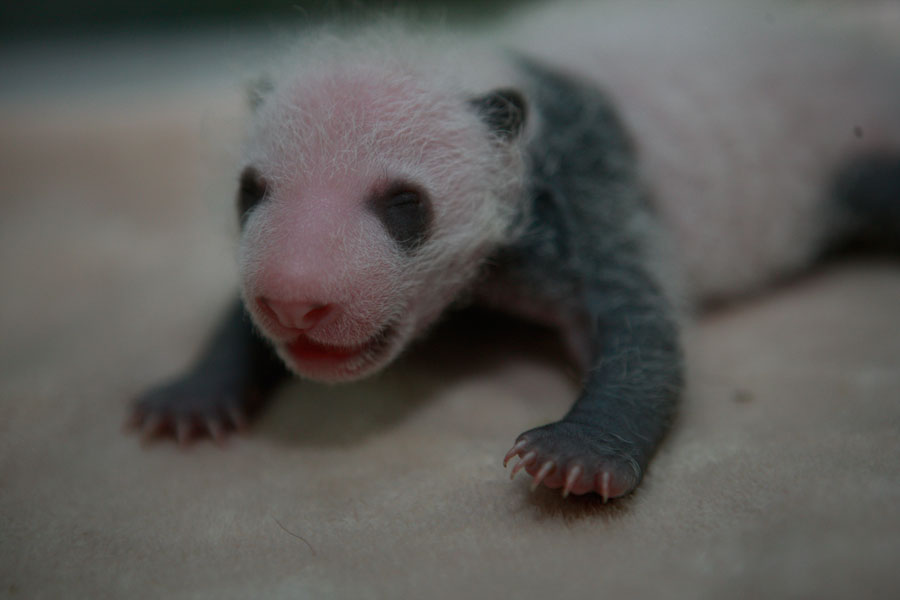 Newborn pandas growing in Chengdu