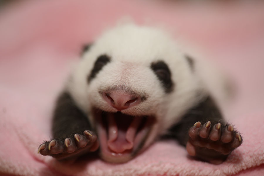 Newborn pandas growing in Chengdu