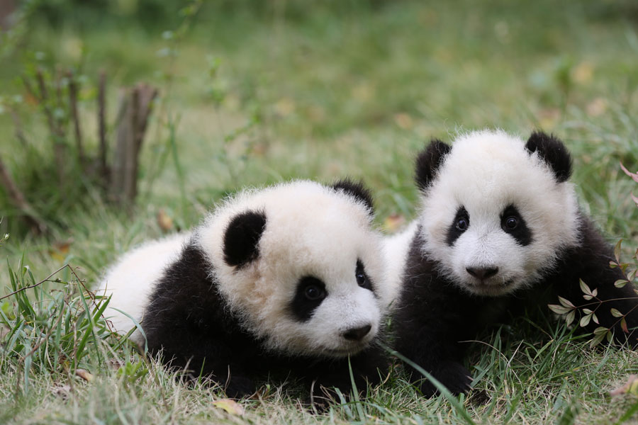 Newborn pandas growing in Chengdu