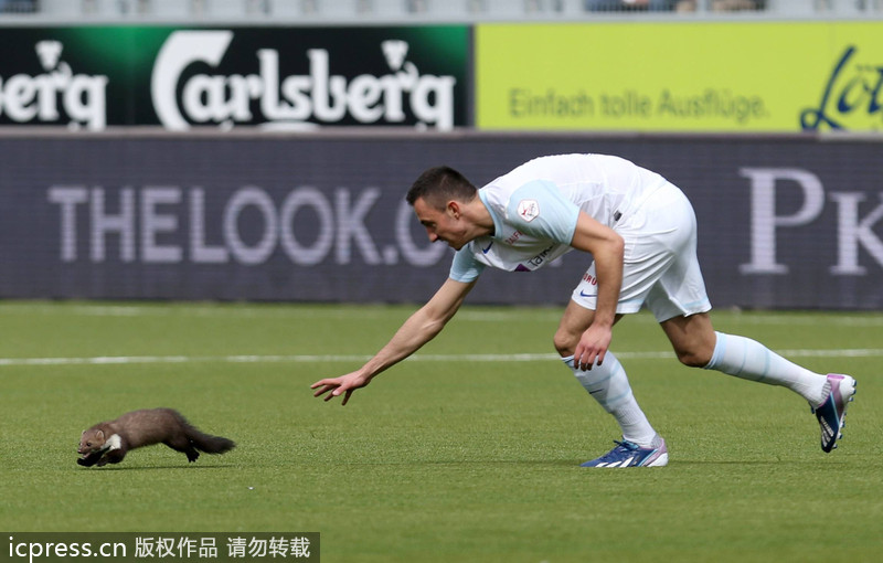 Pictures of the year 2013: Unexpected visitors on court