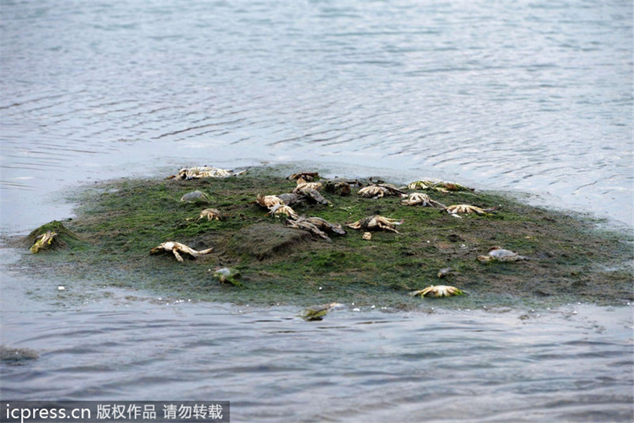 Oil spill from Qingdao blast kills sea life