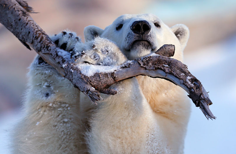 Polar bears enjoy some playful time