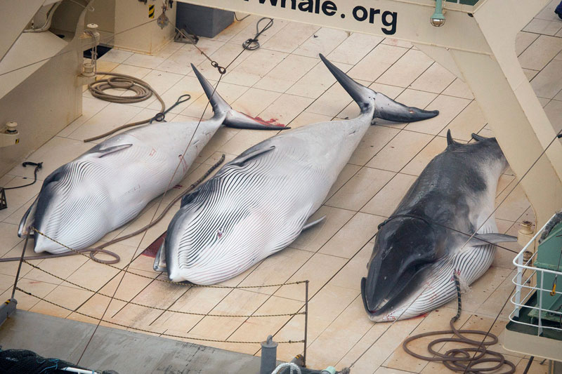 Japanese ships killing whales 'inside sanctuary'