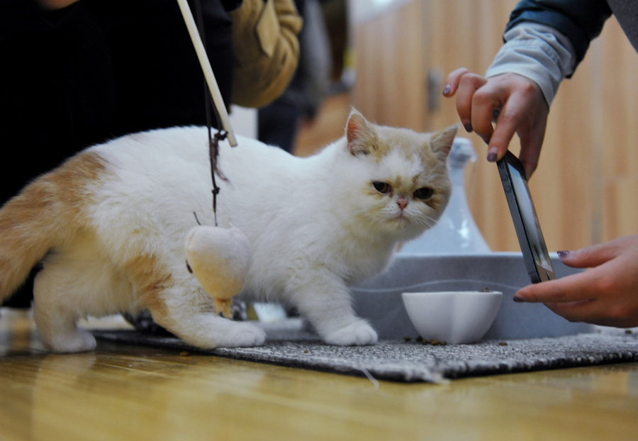 Cat-themed café in Nanjing