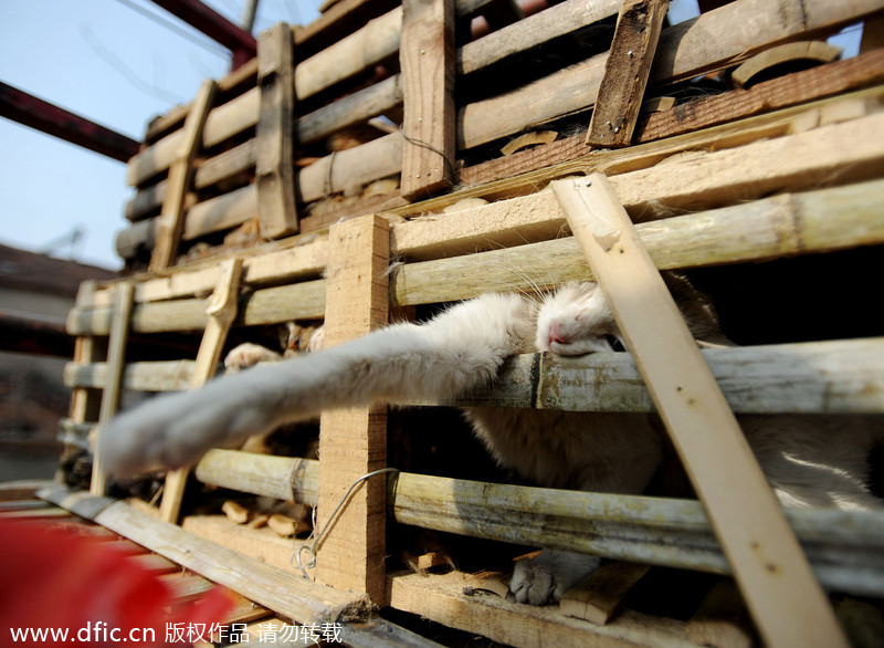 2,800 stray cats on the way to be slaughtered saved