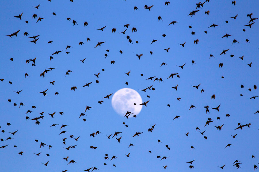 Starlings to spend the winter in Israel